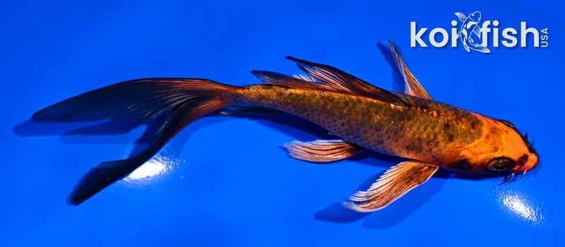 5.5" KIN HI UTSURI BUTTERFLY