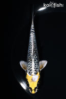 5.5" KIN KIKOKURYU