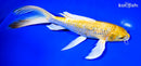 9" GINRIN YAMABUKI OGON BUTTERFLY