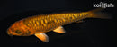 5.25" DOITSU CHAGOI