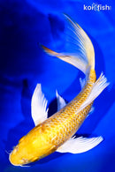 9" GINRIN YAMABUKI OGON BUTTERFLY