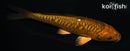 5.25" DOITSU CHAGOI