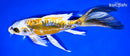 9.25" KIN KIKOKURYU BUTTERFLY