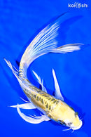 8" DOITSU KUJAKU BUTTERFLY