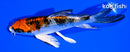 5.25" YAMATO NISHIKI BUTTERFLY