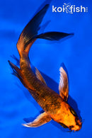 5.5" KIN HI UTSURI BUTTERFLY