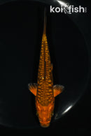 5.25" DOITSU CHAGOI