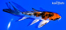 5.25" YAMATO NISHIKI BUTTERFLY