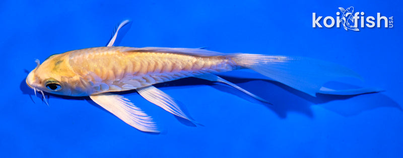 5.5" ARAGOKE YAMABUKI OGON BUTTERFLY