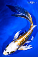 9.25" KIN KIKOKURYU BUTTERFLY