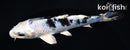 5.25" GIN SHIRO BEKKO