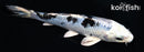 5.25" GIN SHIRO BEKKO