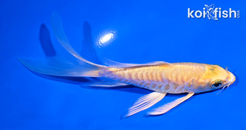 5.5" ARAGOKE YAMABUKI OGON BUTTERFLY