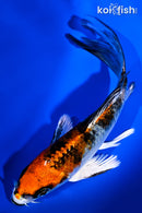 5.25" YAMATO NISHIKI BUTTERFLY