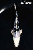 5.25" GIN SHIRO BEKKO