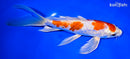 9" KIKUSUI BUTTERFLY