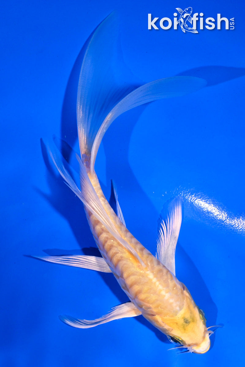 5.5" ARAGOKE YAMABUKI OGON BUTTERFLY