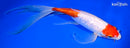 11.25" GINRIN MARUTEN KOHAKU BUTTERFLY