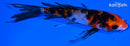 5" SANKE BUTTERFLY