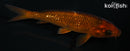 5.25" GINRIN CHAGOI