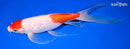 11.25" GINRIN MARUTEN KOHAKU BUTTERFLY