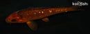 5.25" GINRIN CHAGOI