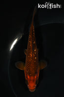 5.25" GINRIN CHAGOI