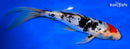 9.25" TANCHO SANKE BUTTERFLY