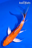 5.5" HARIWAKE BUTTERFLY