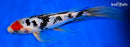 9.25" TANCHO SANKE BUTTERFLY