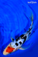 9.25" TANCHO SANKE BUTTERFLY