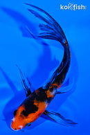 5" SANKE BUTTERFLY