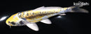 5.75" KIN KIKOKURYU