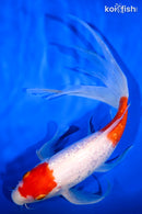 11.25" GINRIN MARUTEN KOHAKU BUTTERFLY