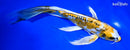 9.25" KIN KIKOKURYU BUTTERFLY