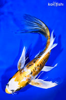 9.25" KIN KIKOKURYU BUTTERFLY