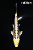 5.75" KIN KIKOKURYU