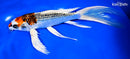 9.25" KUJAKU BUTTERFLY