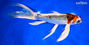 9.25" KUJAKU BUTTERFLY