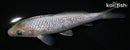 5.75" SORAGOI