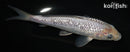 5.75" SORAGOI