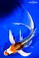 9.25" KUJAKU BUTTERFLY