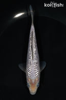 5.75" SORAGOI