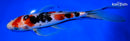 9" SANKE BUTTERFLY