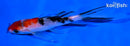 5.25" SANKE BUTTERFLY