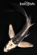 5.5" ARAGOKE KIKOKURYU BUTTERFLY