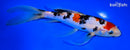 9" SANKE BUTTERFLY