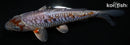 5.5" DOITSU METALLIC OCHIBA SHIGURE