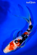 9" SANKE BUTTERFLY