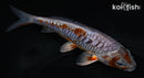 5.5" DOITSU METALLIC OCHIBA SHIGURE